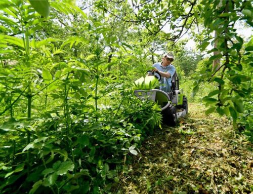 Pulizia Sottobosco e Sicurezza nelle Valli Cuneesi